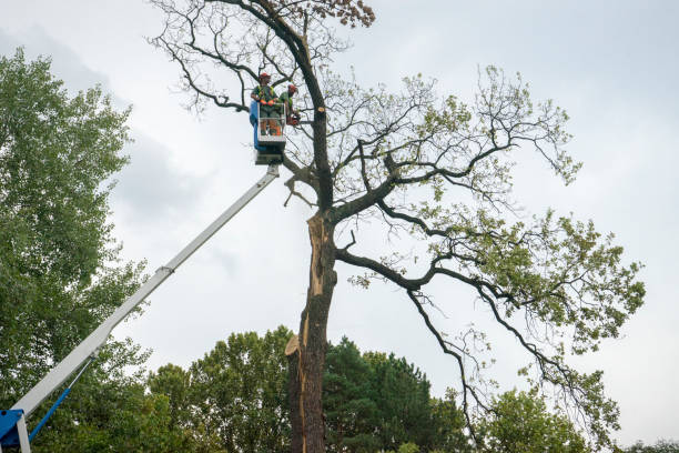 Why Choose Our Tree Removal Services in Cody, WY?