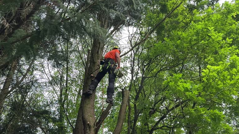 Professional  Tree Services in Cody, WY